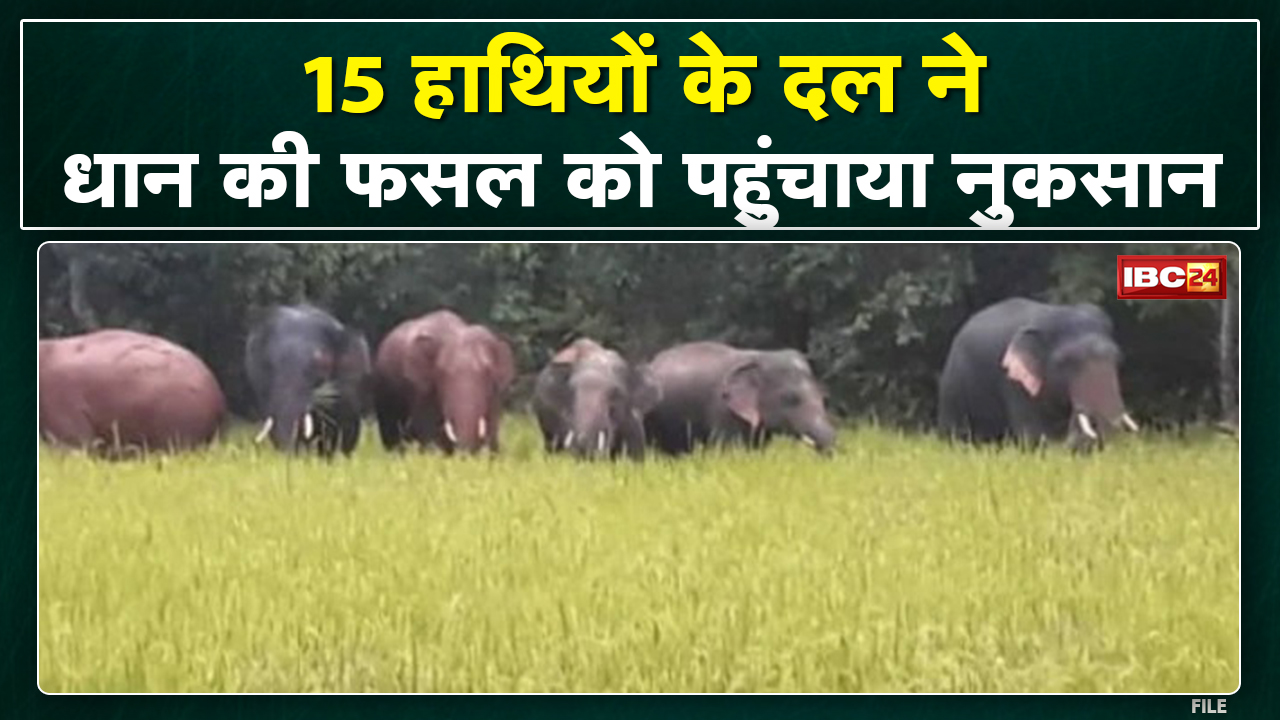 Mainpat Elephant Attack news : हाथियों ने धान की फसल को पहुंचाया नुकसान | मकानों को तोड़कर अनाज को किया चट