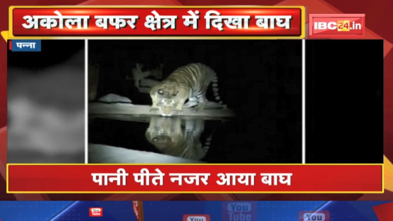 Panna Tiger Reserve: Tiger was seen drinking water in the pond, caught on camera. Watch Live Video...