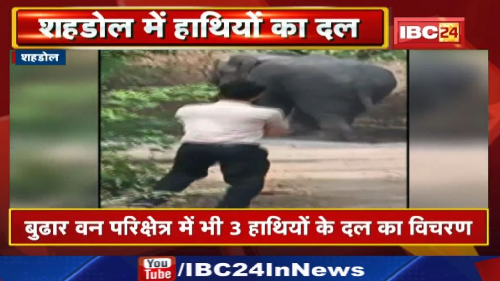 Shahdol Elephant Attack: A group of 9 elephants in Jaisingh Nagar forest range. Damage to many houses
