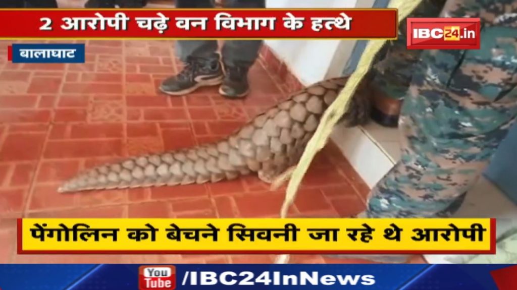 Smuggling of Pangolins: The team arrived as a customer. 2 accused going to sell pangolin got caught by the forest department