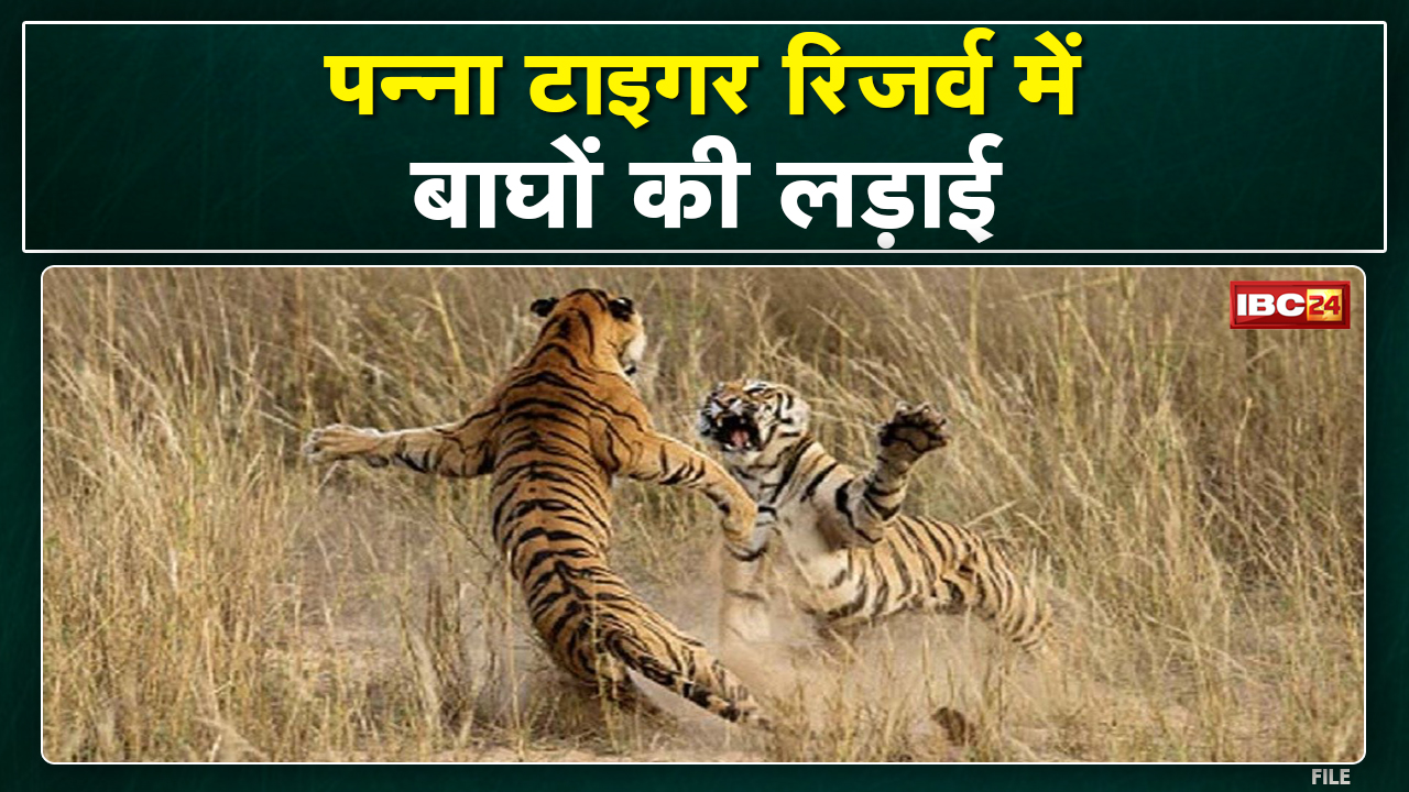 Tigers Fighting Video : पन्ना टाइगर रिजर्व में 2 बाघों के बीच चल रहा संघर्ष | देखिए Live Video