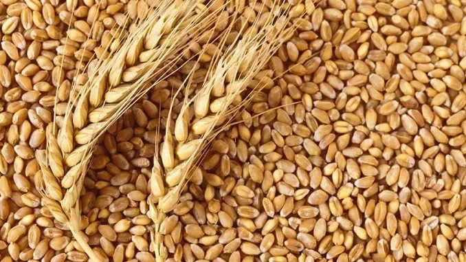 Registration of purchase of wheat on support price from 1 to 25 February