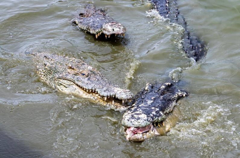 crocodile attack During Bathing
