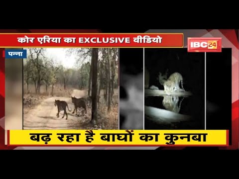 Exclusive Video of Core Area of ​​Panna Tiger Reserve : बढ़ रहा है बाघों का कुनबा | देखिए
