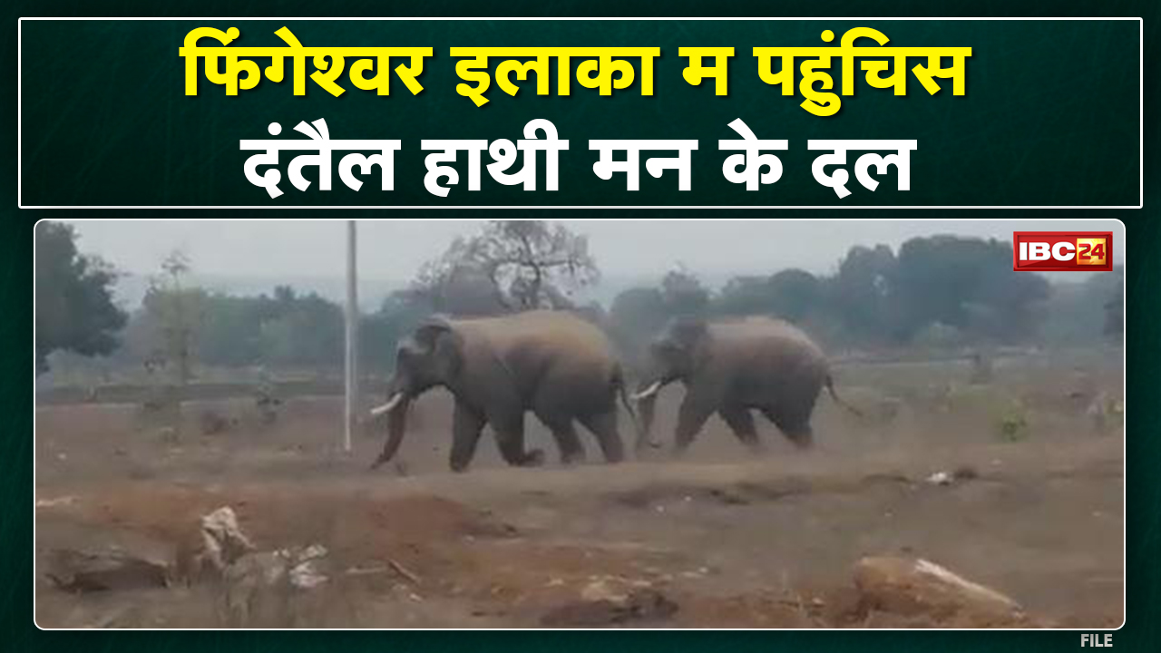 फिंगेश्वर ले सटे गांव म 3 दंतैल हाथी के डेरा | 9 गांव बर वन विभाग जारी करिस अलर्ट