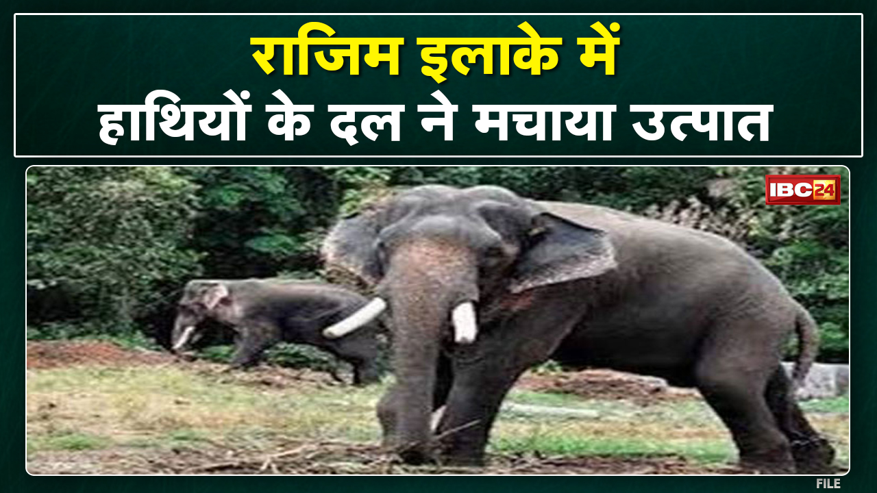 Rajim Elephant Attack : तीन दंतैल हाथियों ने गांव में मचाया उत्पात | खलिहान में रखे धान खा गए हाथी..