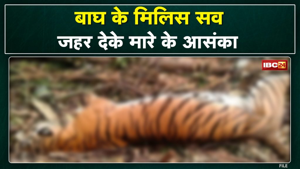 Millis tigers in Korea, Chhattisgarh. Poison mixed with tiger's poop...