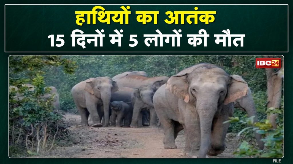 Pathalgaon Elephant Attack : Terror of Elephants | 2 people including woman crushed, 5 died in 15 days...