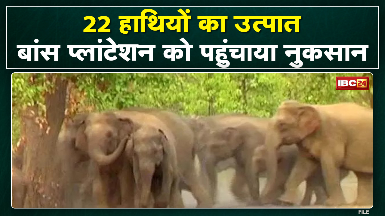 Balod Elephant Attack More than 22 elephants roaming here, alert in 10 villages...