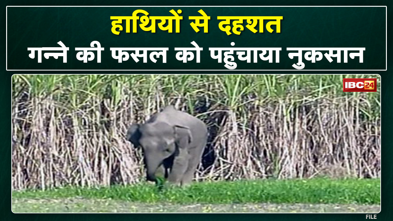 Balod Elephant Attack: Elephants damage sugarcane crop. Alert issued in 10 villages