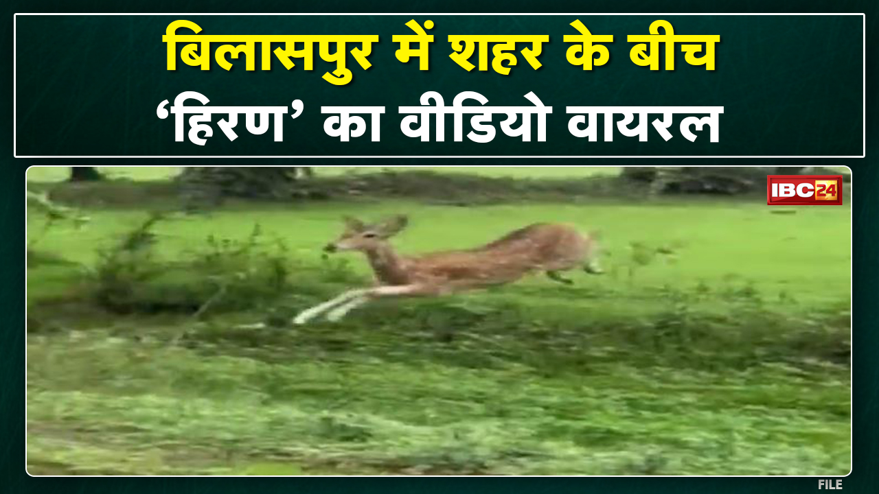 Deer Long Jump Video: When the deer reached the streets of the city in Bilaspur, see what happened?