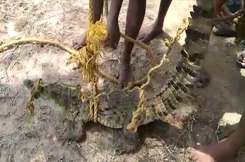 4 feet female crocodile trapped in fisherman net