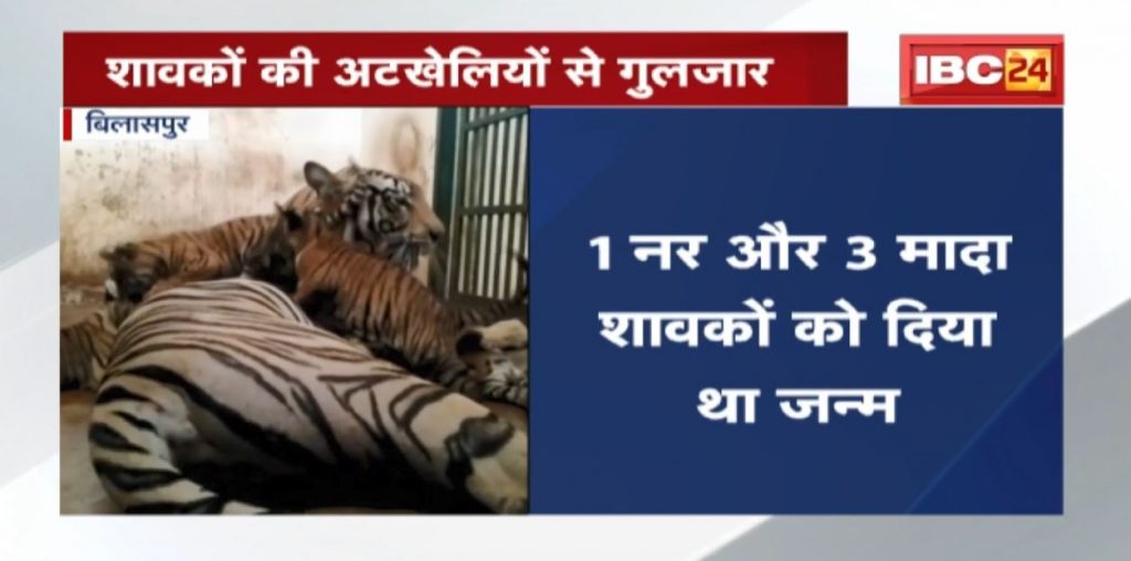 First video of 4 white tiger cubs released at Kanan Zoo. The cubs were seen playing with the tigress