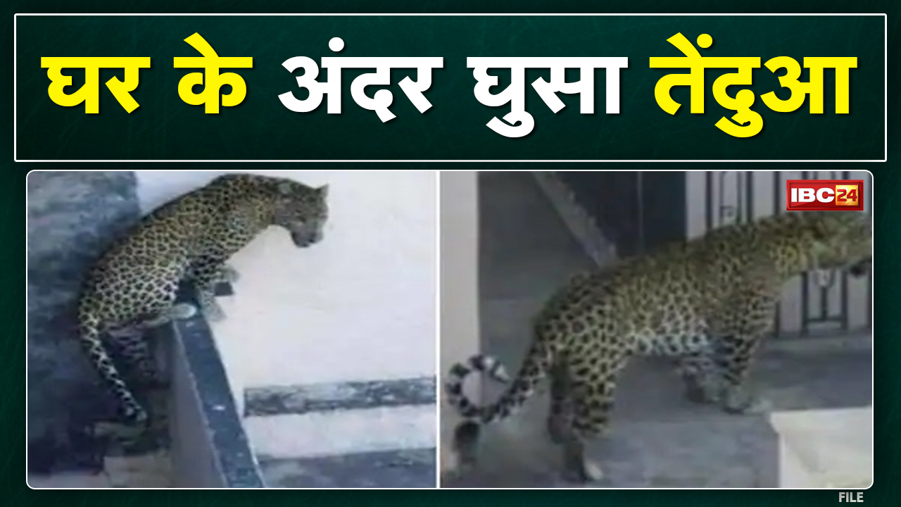 Kondagaon Leopard Attack : घर में घुसा तेंदुआ | रेस्क्यू की तैयारी में जुटा वन अमला…