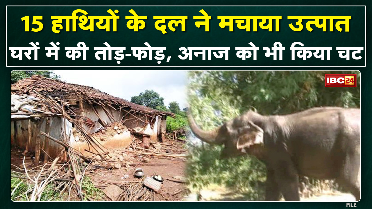 Mainpat Elephant Attack: Elephants ransacked houses in Baradar and Barwali villages. Grains kept in homes
