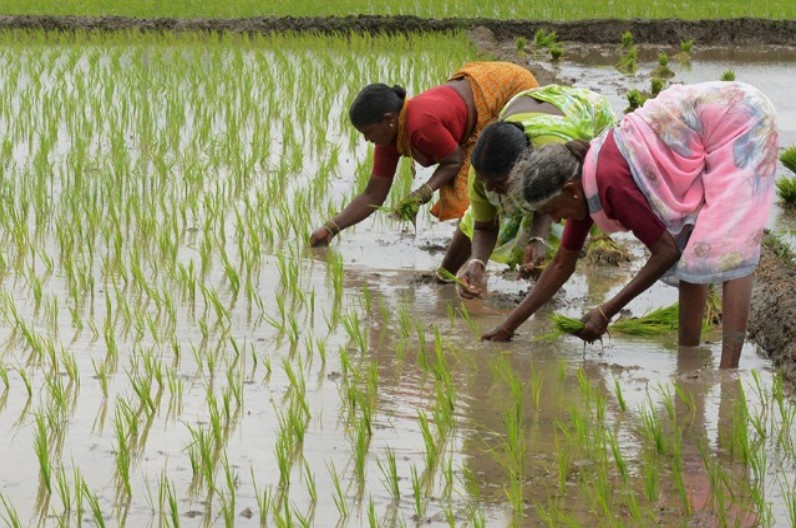 धान बोने वाले किसानों को मिलेगा 4000 रुपए प्रति एकड़, इस राज्य की सरकार ने किया ऐलान