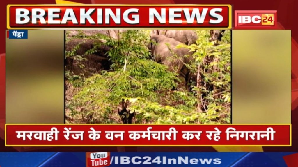 Pendra Elephant Attack: The ruckus of 2 elephants arrived from Madhya Pradesh The villager's house was demolished in the village.