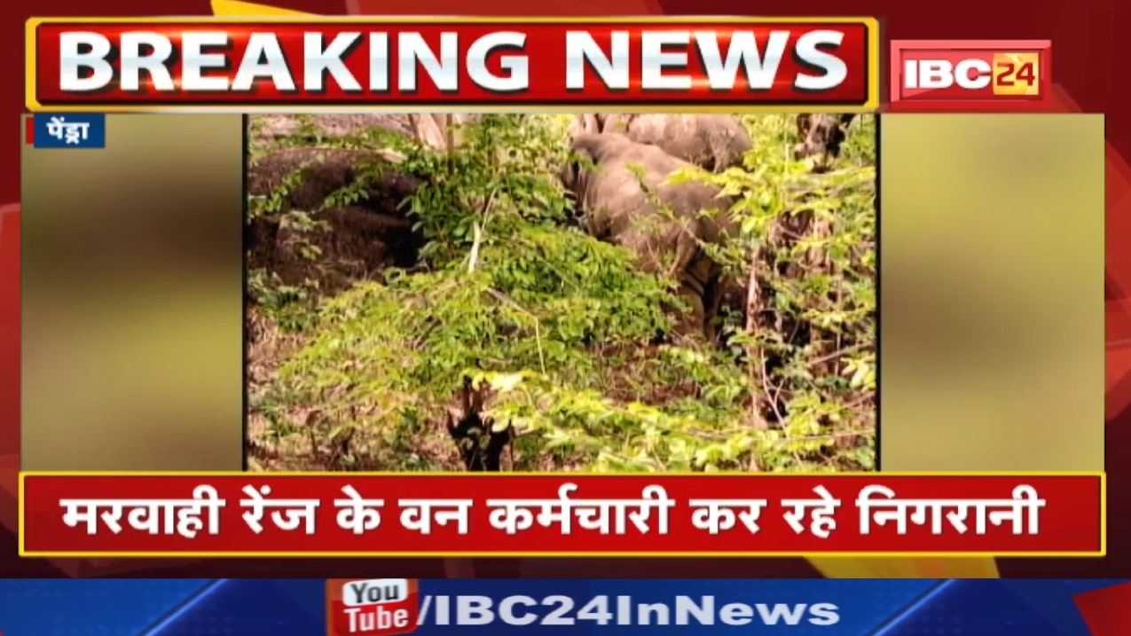 Pendra Elephant Attack : मध्यप्रदेश से पहुंचे 2 हाथियों का उत्पात | गांव में ग्रामीण के घर को तोड़ा.