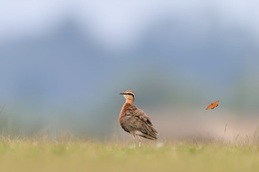 Indian Courser (Nawa Raipur)