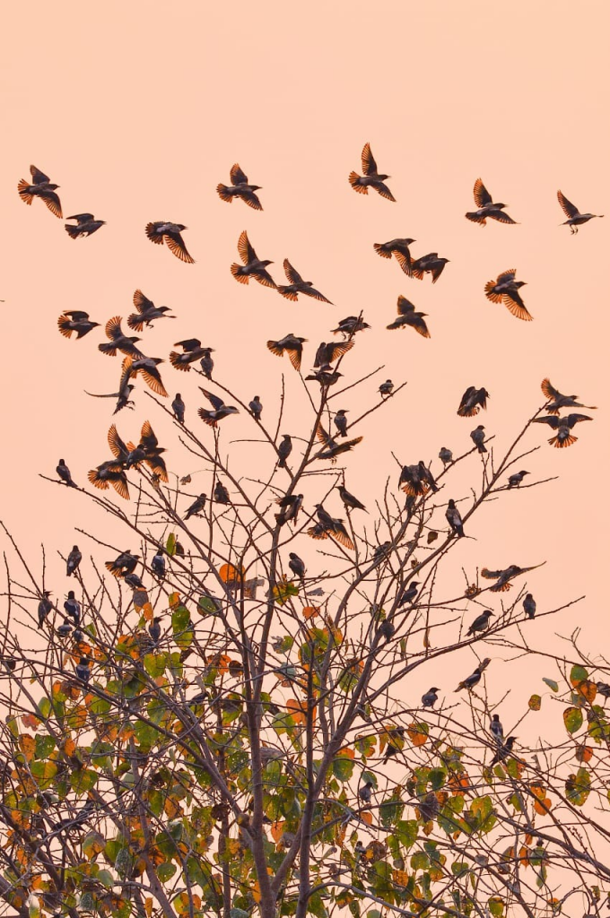 Bilaspur - Rosy Starling birds