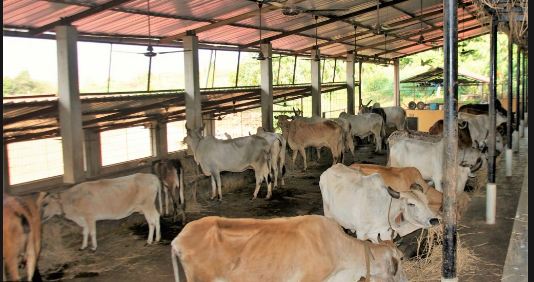 पैगंबर विवाद के बीच कुवैत ने भारत से मांगा गाय का गोबर, पहली बार मिला गोबर का ऐसा ऑर्डर