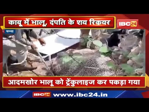 Panna में भालू के हमले में दंपति की मौत | आदमखोर भालू को काबू करने में छूटे वन विभाग के पसीने…