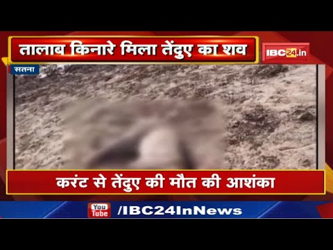 Satna District में एक और तेदुएं का मिला शव | करंट लगाकर शिकार की आशंका…