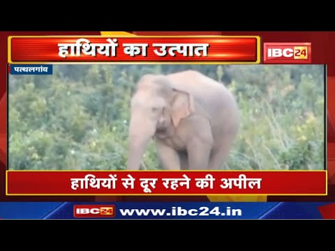 Pathalgaon Elephant Attack : सेमरताल गांव में हाथियों का उत्पात | 3 घरों को तोड़ा
