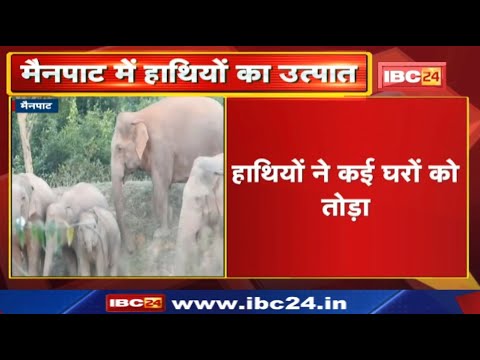 Mainpat Elephant Attack : हाथियों का उत्पात | कई घरों को तोड़ा, फसलों को भी किया बर्बाद…