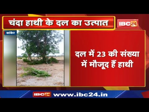Kanker Elephant Attack : चारामा के जैपरा गांव में हाथियों का उत्पात | कई घरों को पहुंचाया नुकसान…