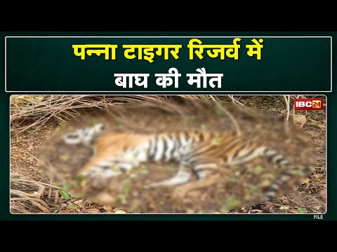 Panna Tiger Reserve : बाघ की मौत | वन विभाग में मचा हड़कंप, कई एंगल से जांच कर रही टीम…