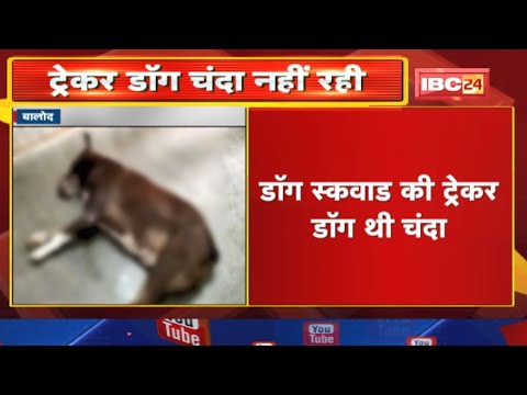 Tracker Dog चंदा नहीं रही | ट्रैकर डाॅग की मदद से सुलझेे 90 से ज्यादा मामले
