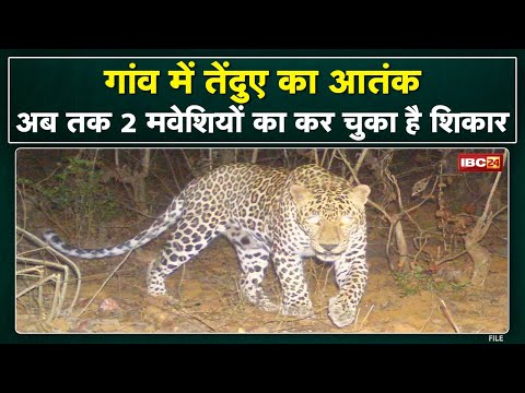 Leopard Attack: Chhattisgarh के इन गांवों में तेंदुए का आतंक | अब तक 2 मवेशियों का कर चुका है शिकार.