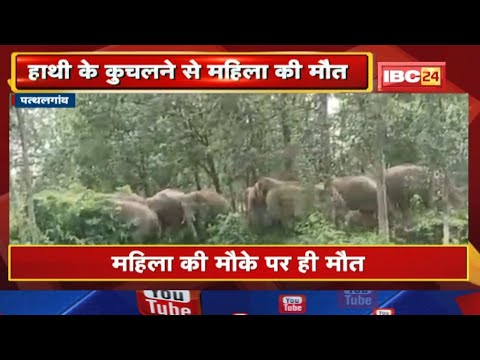 Elephant Attack: Woman dies after being crushed by an elephant. Panic in Duldula area due to elephants...