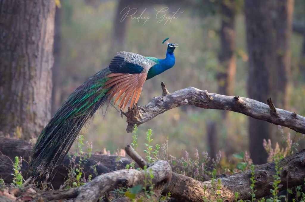 Kanha National park