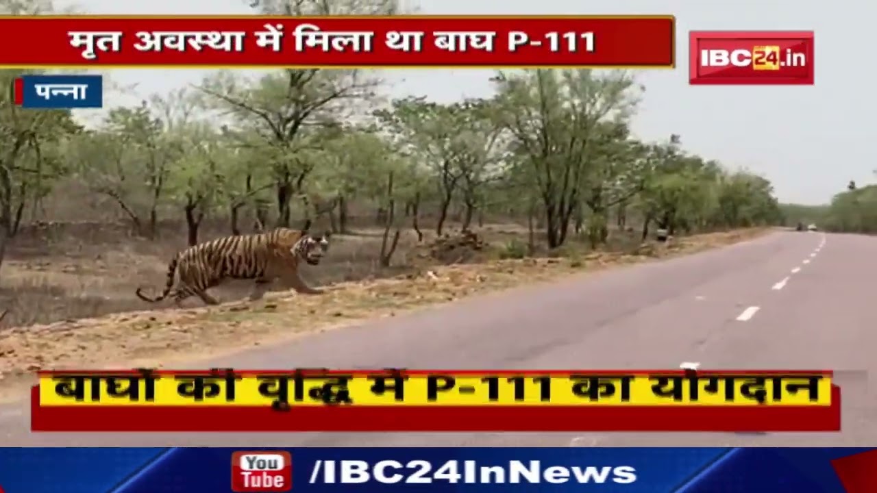 Tiger P-111 of Panna Tiger Reserve said goodbye to the world. Important contribution of P-111 in the aging of tigers