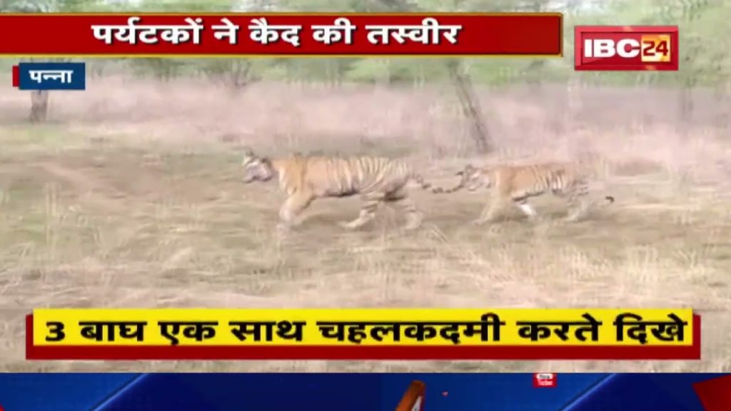 Panna Tiger Reserve : 3 tiger walks | Tourists captured the picture, see the video...