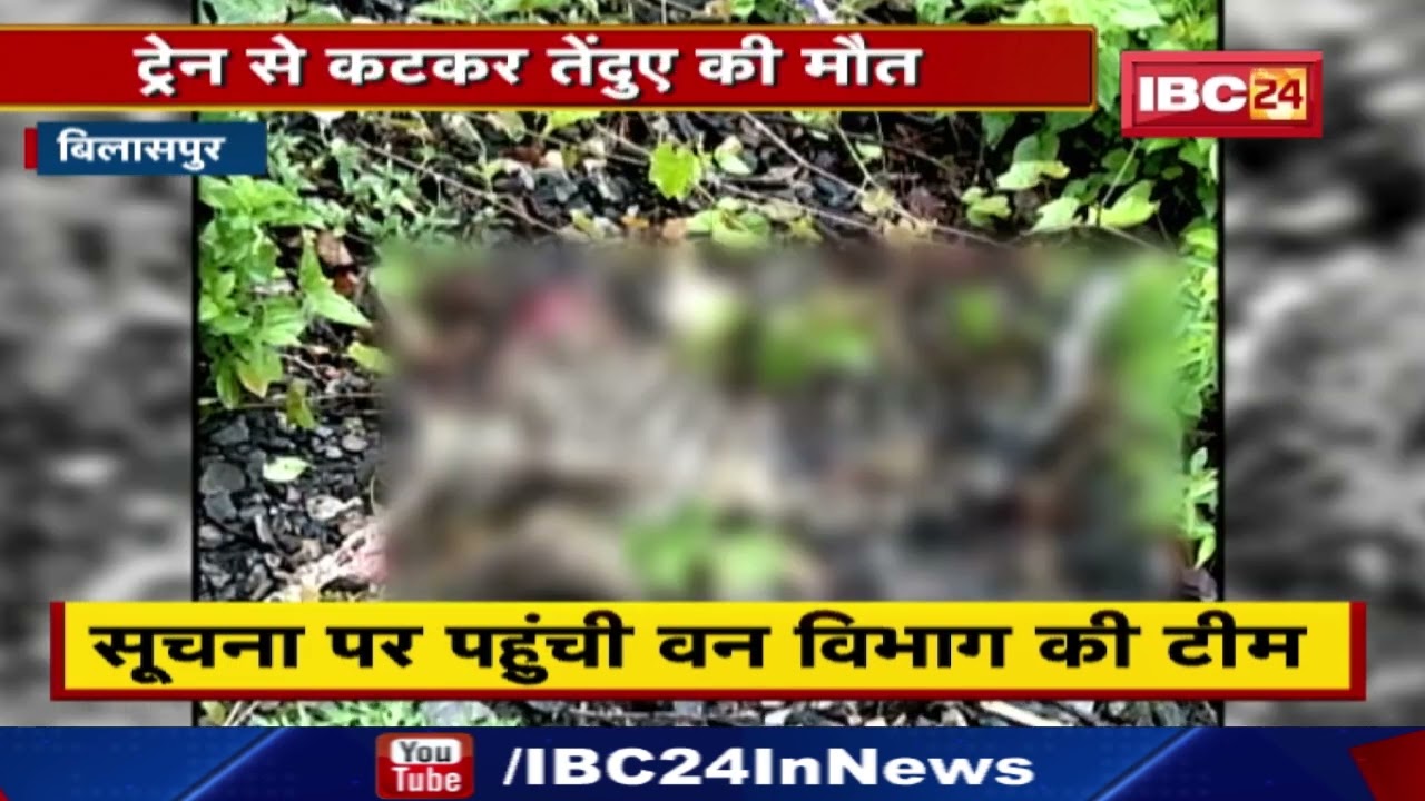 Leopard in Bilaspur: Leopard dies after being hit by train. The accident happened while crossing the railway line...