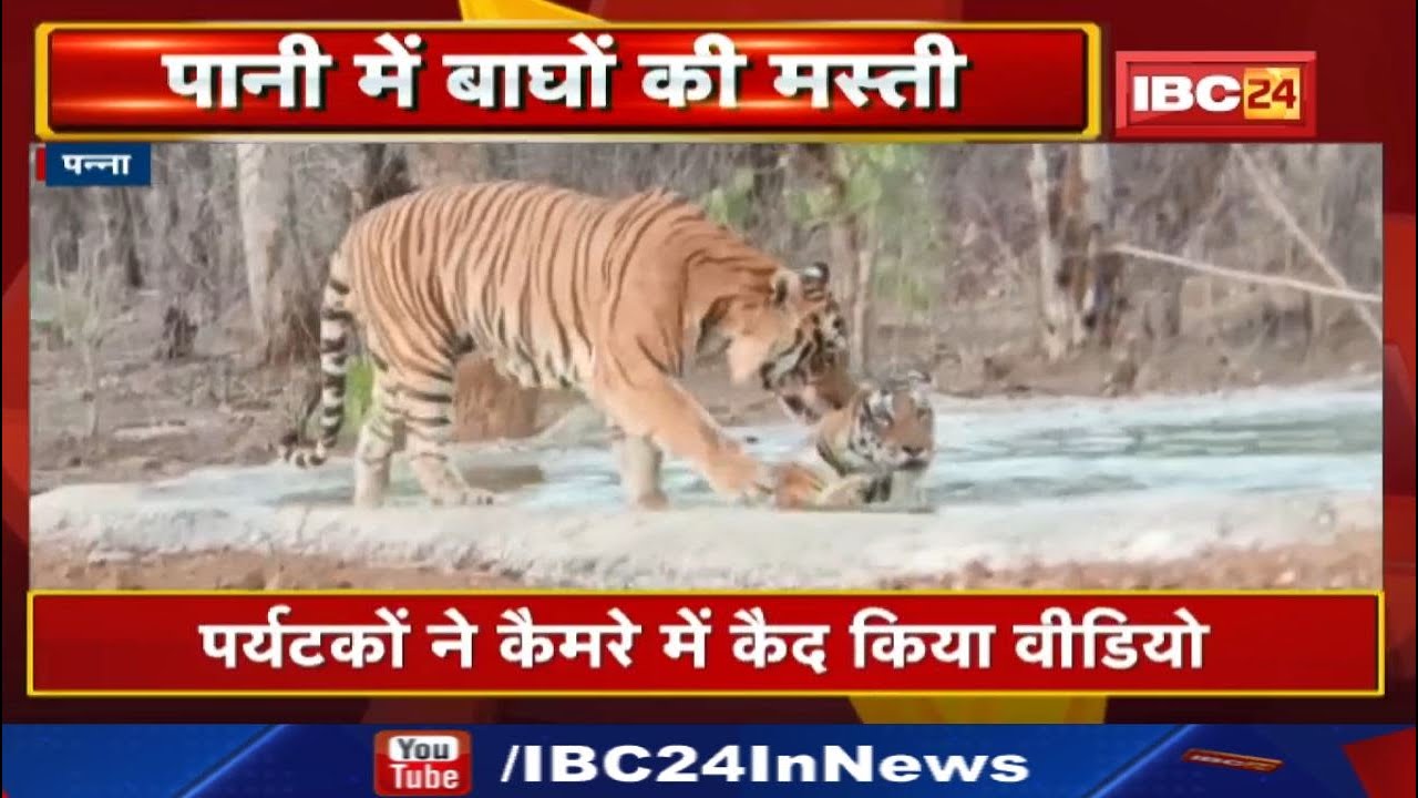 Panna Tiger Reserve : बाघों को पानी में मस्ती करता देख खुश हुए पर्यटक | आप भी देखिए Video….