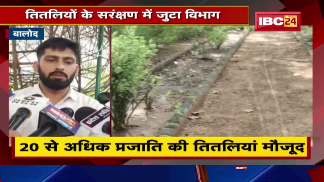 Balod में तितलियों का छोटा सा संसार | आकर्षण का केंद्र रंग बिरंगी तितलियां | देखिए