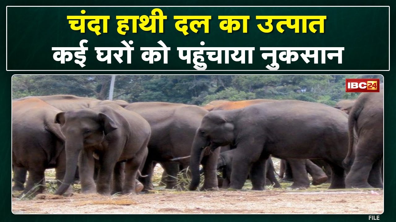 Elephant Attack : 15 हाथियों का आतंक | धान और मक्के की फसल को बर्बाद कर रहे हाथी, अनाज कर रहे चौपट..
