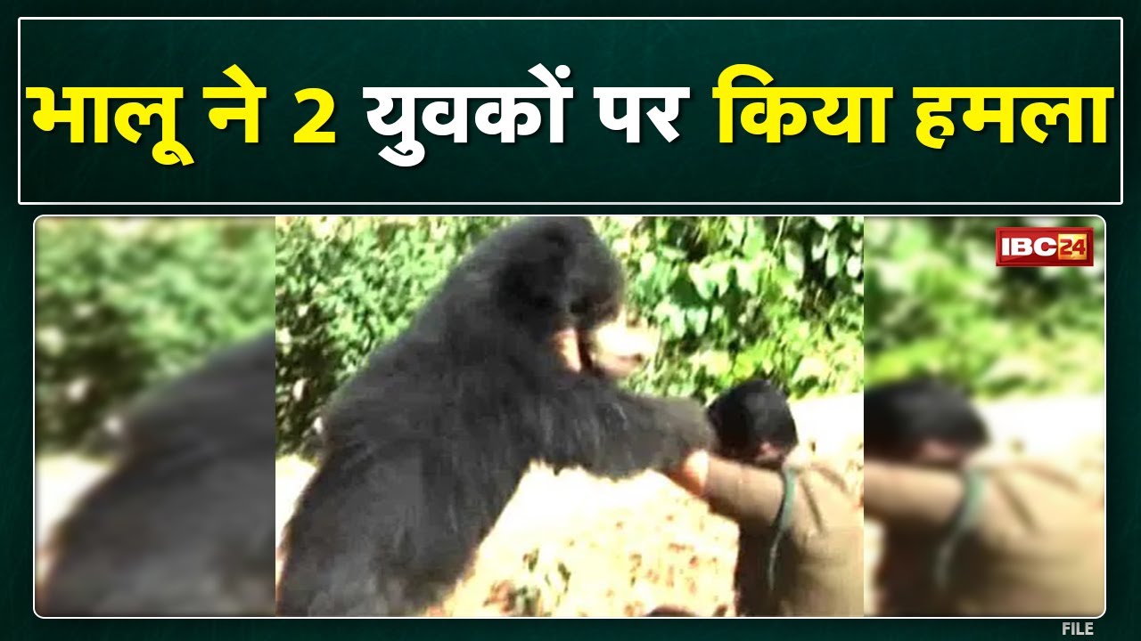 Bear Attack : भालू ने 2 युवकों पर किया हमला | बिहारपुर स्वास्थ्य केंद्र में चल रहा दोनों का इलाज