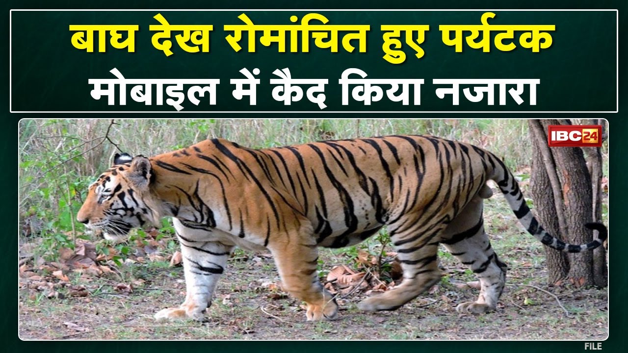 Panna Tiger Reserve : बाघ को सड़क पार करता देख रुके राहगीर | मोबाइल में कैद किया नजारा, देखिए Video.