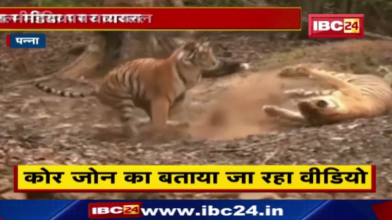 Panna Tiger Reserve : बाघ के शावकों की मस्ती | पर्यटकों को दिखा रोमांचक नजारा