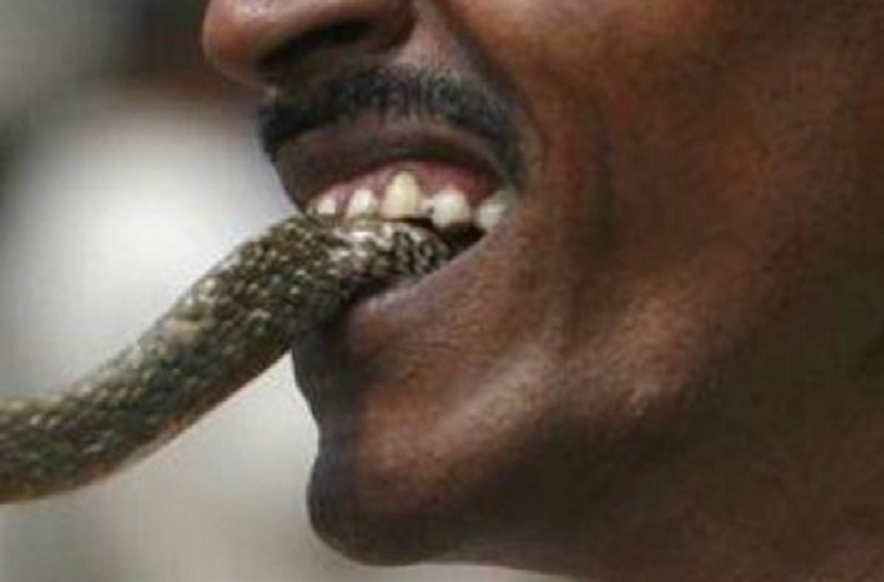 Young man Eat Snake