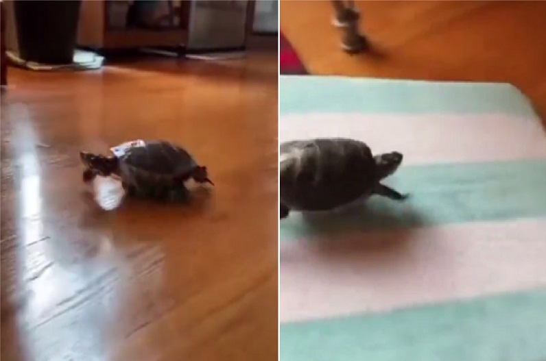 tortoise viral video