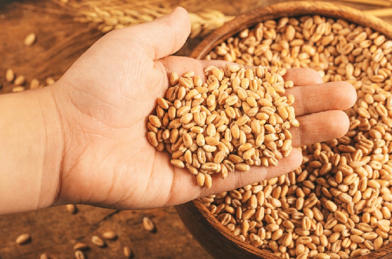 Sehore's 'Sharbati Wheat' got GI tag, know its specialty