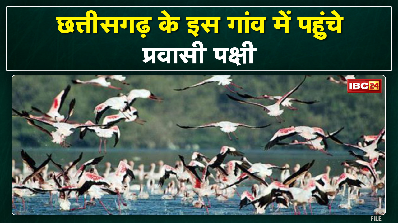 Openbilled Stork : अच्छी बारिश-फसल का संकेत देते हैं ये पक्षी | Chhattisgarh के इस गांव में है बसेरा