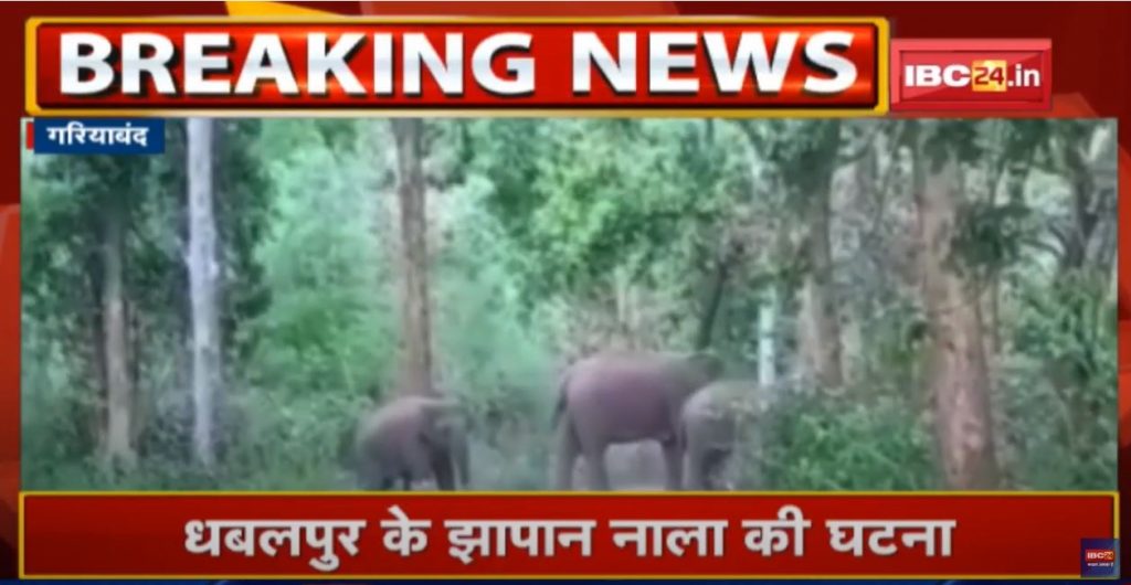 Gariyaband Elephant Attack: The elephant crushed the woman sleeping in the hut. Husband and son saved their lives by running away