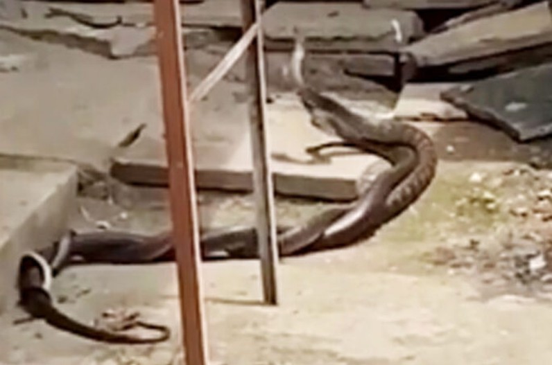 प्रणय लीला में चूर नाग और नागिन,कॉलोनी में दहशत का माहौल